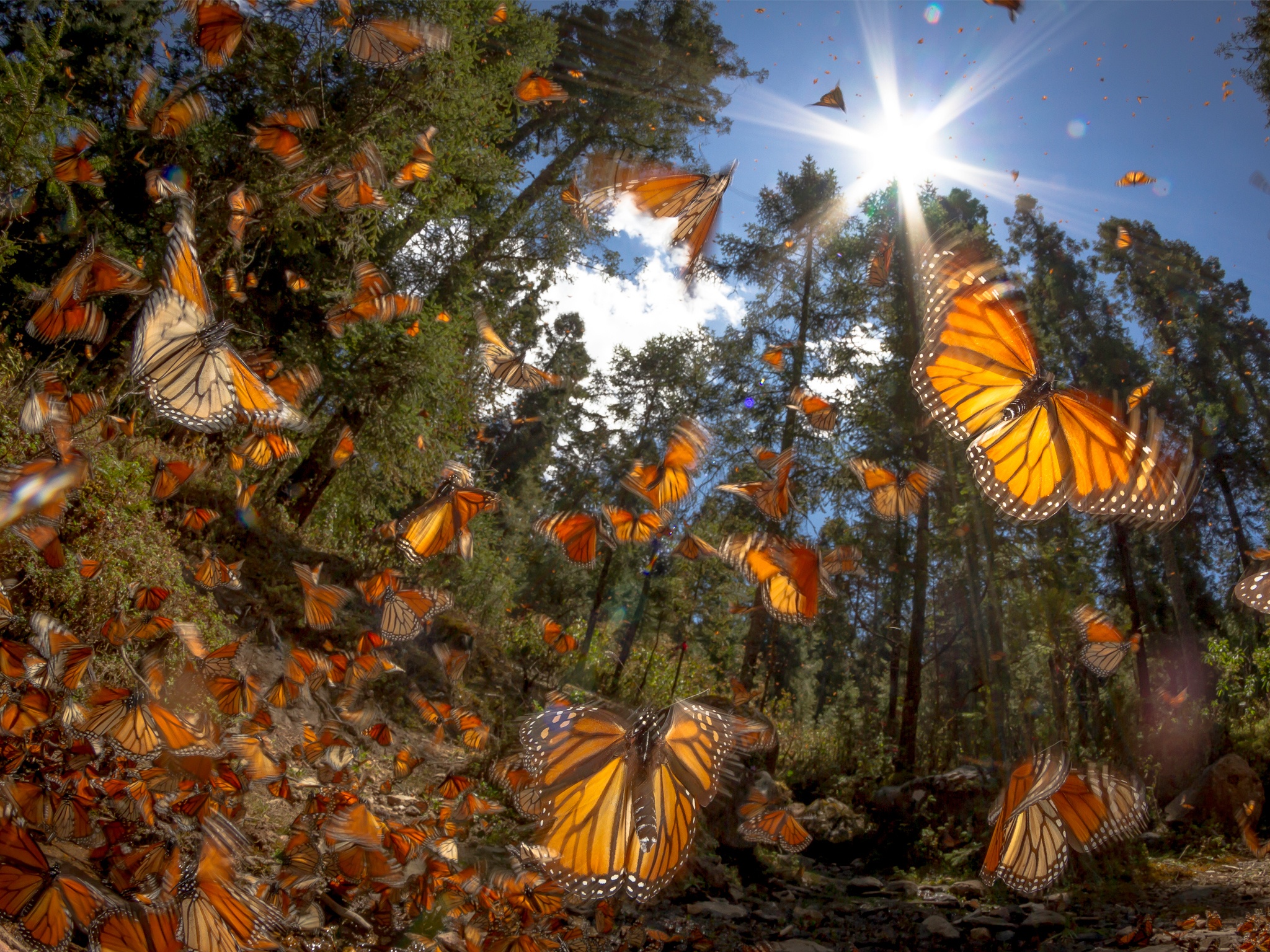 EL MÁGICO ALETEO DE LA MARIPOSA MONARCA ”. -